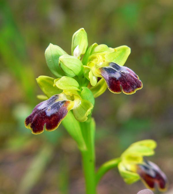 Primavera e orchidee palermitane